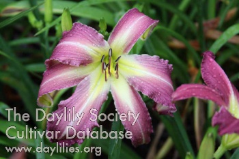 Daylily Aaron's Bass One